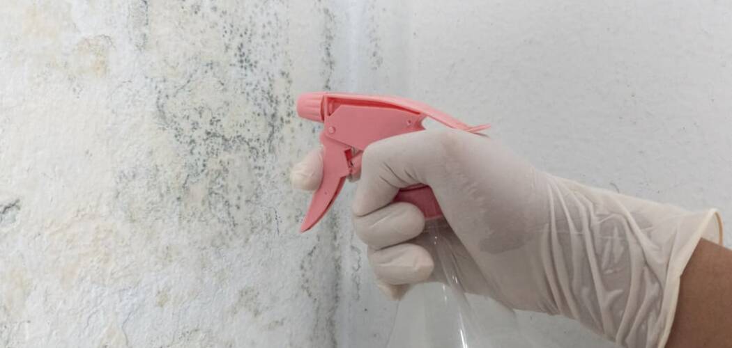 Mould and Mildew in Office Buildings